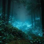دانلود آهنگ جدید بیلی آیلیش WILDFLOWER